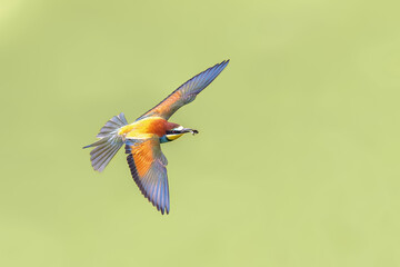 Bee Eater flying on blurred background
