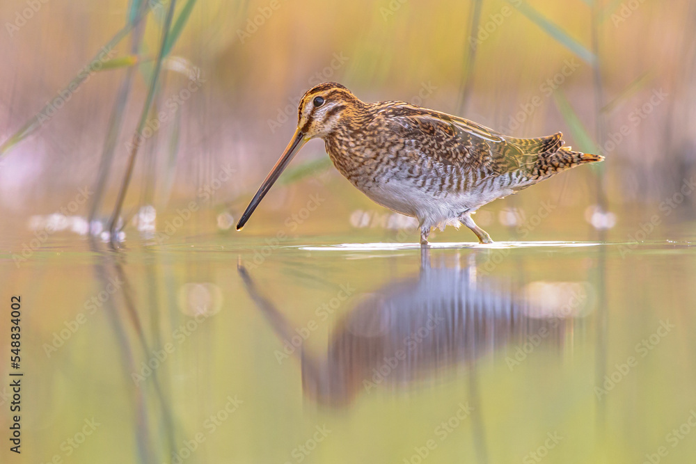 Poster common snipe wader bird in habitat background