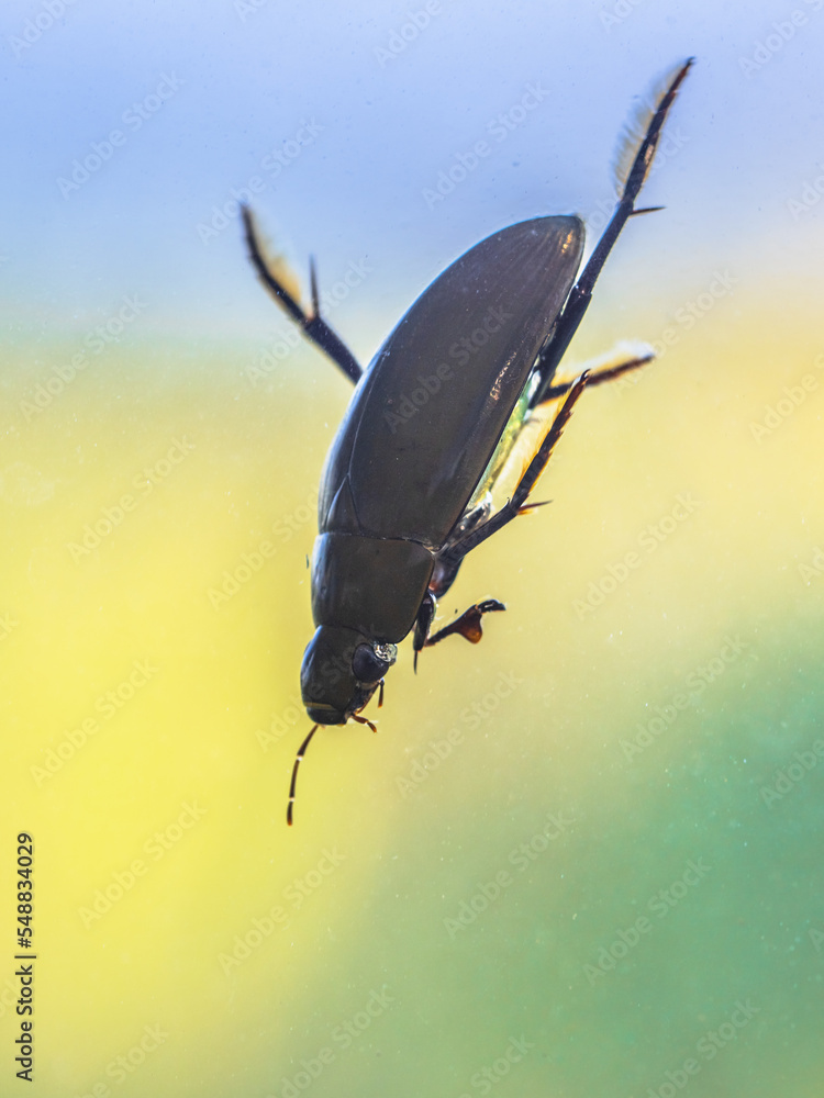 Canvas Prints great silver water beetle diving