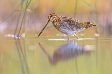 Common snipe wader bird in habitat background
