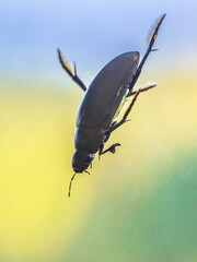 Great silver water beetle diving