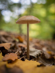 mushroom in the green grass