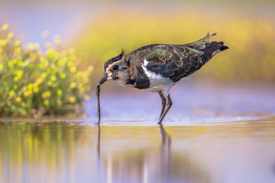 Female Northern lapwing catching worm in shallow water