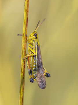 Large marsh grasshopper perched on grass