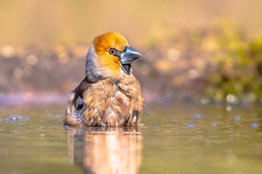 Hawfinch male bird bathing on blurred background