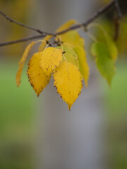 Autumn leaf in the forest
