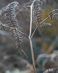 Autumn fern in the forest