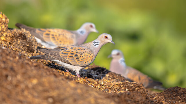 Two Turtle dove perched on ground alert