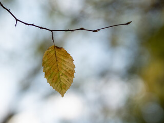 Autumn leaf in the forest