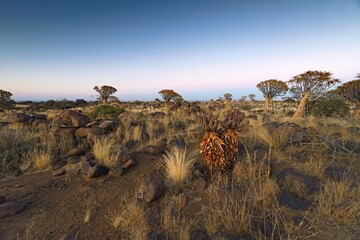 Sunrise in desert landscape of Quiver Tree Forest (Aloe dichotoma), Namibia, South Africa