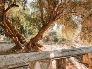 Wooden table under an old giant olive tree on sunset in Catamarca, Argentina.