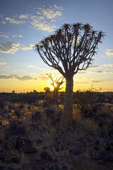 Sunrise in desert landscape of Quiver Tree Forest (Aloe dichotoma), Namibia, South Africa
