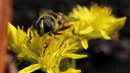 Syrphid fly on yellow flower - hoverfly - flower fly - Syrphus ribesii