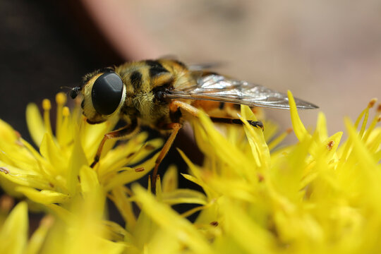 Syrphid fly on yellow flower - hoverfly - flower fly - Syrphus ribesii