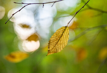 Autumn leaf in the forest