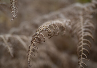 fern leaves in the sunshine