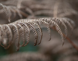 Autumn fern in the forest