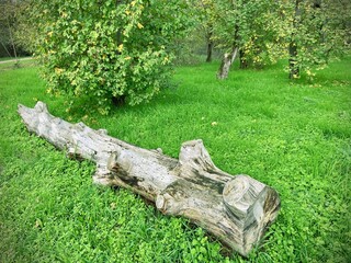dead tree trunk on green meadow