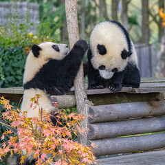 Giant pandas, bear pandas, two babies playing together
