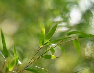 Obraz premium Bamboo leaves in the sunlight