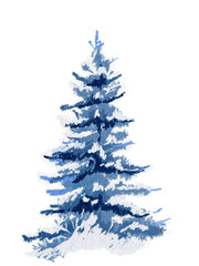 blue pine tree. winter pine tree