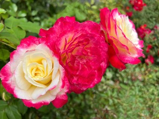 Fototapety na wymiar - Fototapeta24.pl