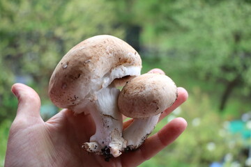  brown champignon mushrooms i