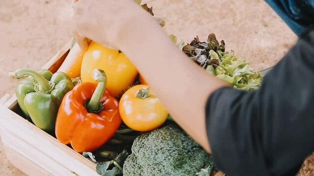 Woman farmer straw hat holding basket vegetable onion tomato salad cucumber standing farmland smiling Female agronomist specialist farming agribusiness Happy Girl dressed apron cultivated wheat field