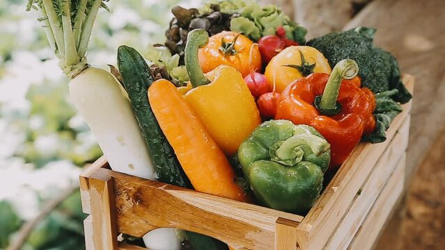 Woman farmer straw hat holding basket vegetable onion tomato salad cucumber standing farmland smiling Female agronomist specialist farming agribusiness Happy Girl dressed apron cultivated wheat field