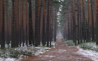 Winter path through the forest in Roztocze.