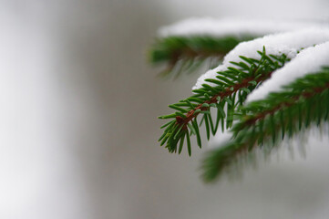 Winter background, spruce branch covered with snow.