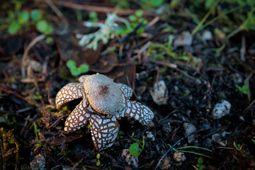 Astraeus hygrometricus, type of fungus on the ground of a pine forest.