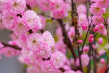 Blossoming sakura tree flower with selective focus on blurred background. Defocused backdrop copy space