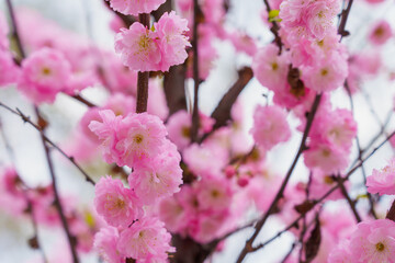Flowers on a branch of sakura tree with selective focus on a blurred background. Defocused backdrop copy space
