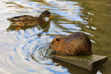 Nutria on the banks of the Vltava river in Prague the capital of the Czech Republic. Urban animals.Background