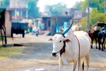 indian bull standing on the way