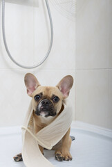 A french bulldog breed dog with a funny muzzle poses with a washcloth around his neck in the bathroom in the shower, relaxing after the morning toilet. High quality studio photo.
