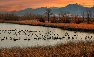 Canada geese at dusk during autumn, Coot Lake, Boulder, Colorado