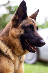 belga shepherd dog