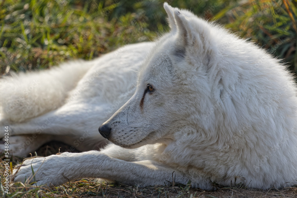 Canvas Prints White arctic wolf still sitting