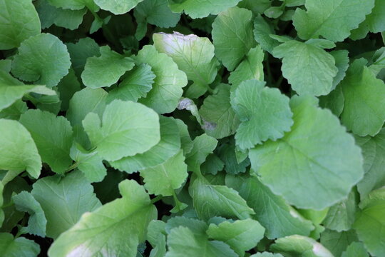 Green fresh radish plants in spring