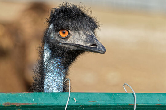An emu looks outside its cage