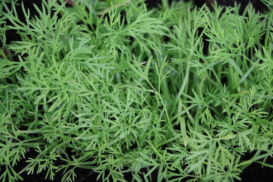 Green fresh leaves of spice anise plant, Malta