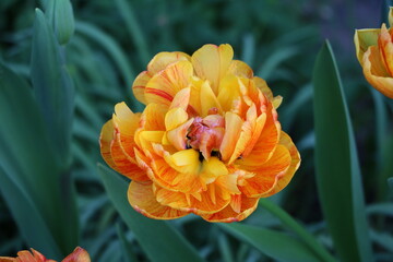 Tulip Darwin Hybrid  Double Beauty of Apeldoorn 