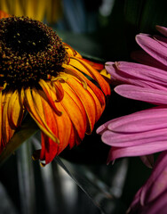 Old withered gerbera flower with hanging petals