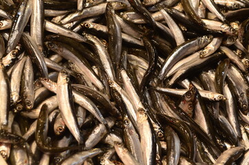 Fresh anchovy fish