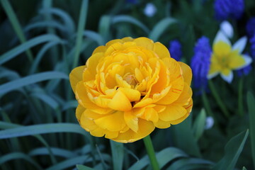 Yellow tulip flower in spring in the garden