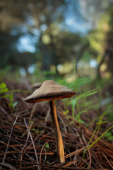 Mushroom in the pine forest.