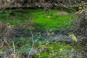 high angle view on a small river with green algae covered ground