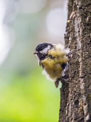Cute bird Great tit, songbird sitting on the tree trunk in autumn. Parus major